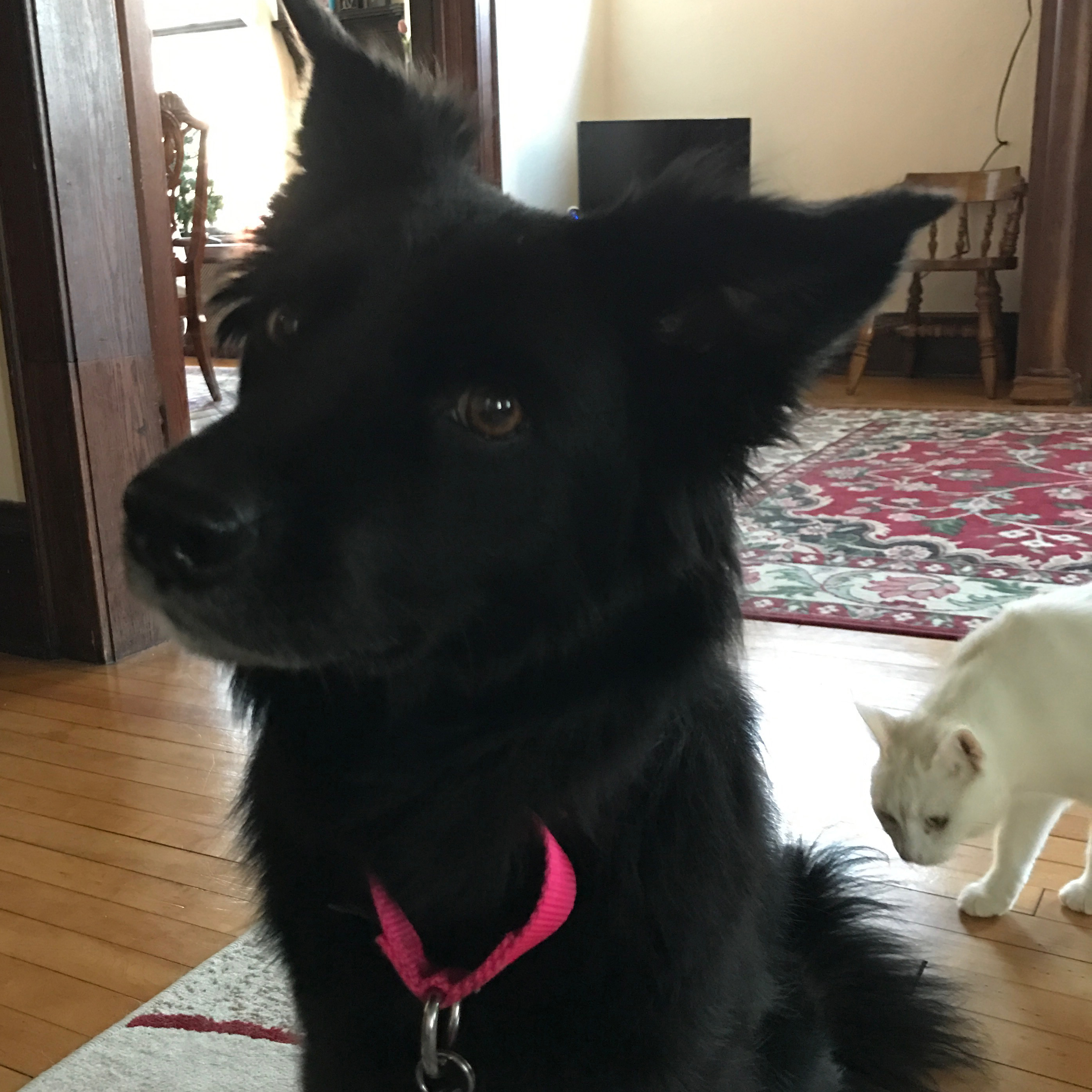 House Sitting in Home
